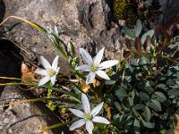 Blüten des Milchstern